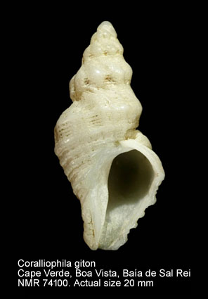 Coralliophila giton.jpg - Coralliophila giton (Dautzenberg,1891)